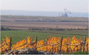 Herbstliche Weinreben mit gelb-rotem Laub im Vordergrund, dahinter braunes Feld und ein großer Bagger im Tagebau Welzow-Süd